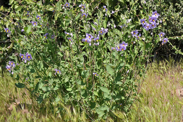 Purple Nightshade is a native plant relatively rare in the United States. It grows to about 3 feet tall and grows in elevations from 3,500 to 5,500 feet. Solanum xanti Purple Nightshade is a native plant relatively rare in the United States. It grows to about 3 feet tall and grows in elevations from 3,500 to 5,500 feet. Solanum xanti